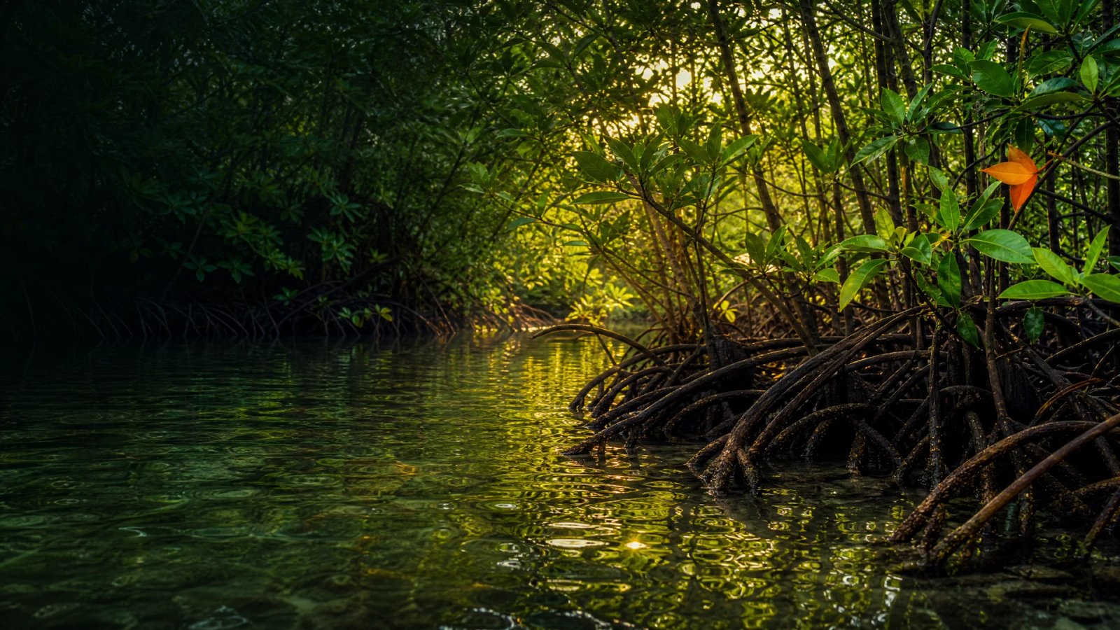 Thriving mangrove wetland with exposed roots and golden light on shallow water