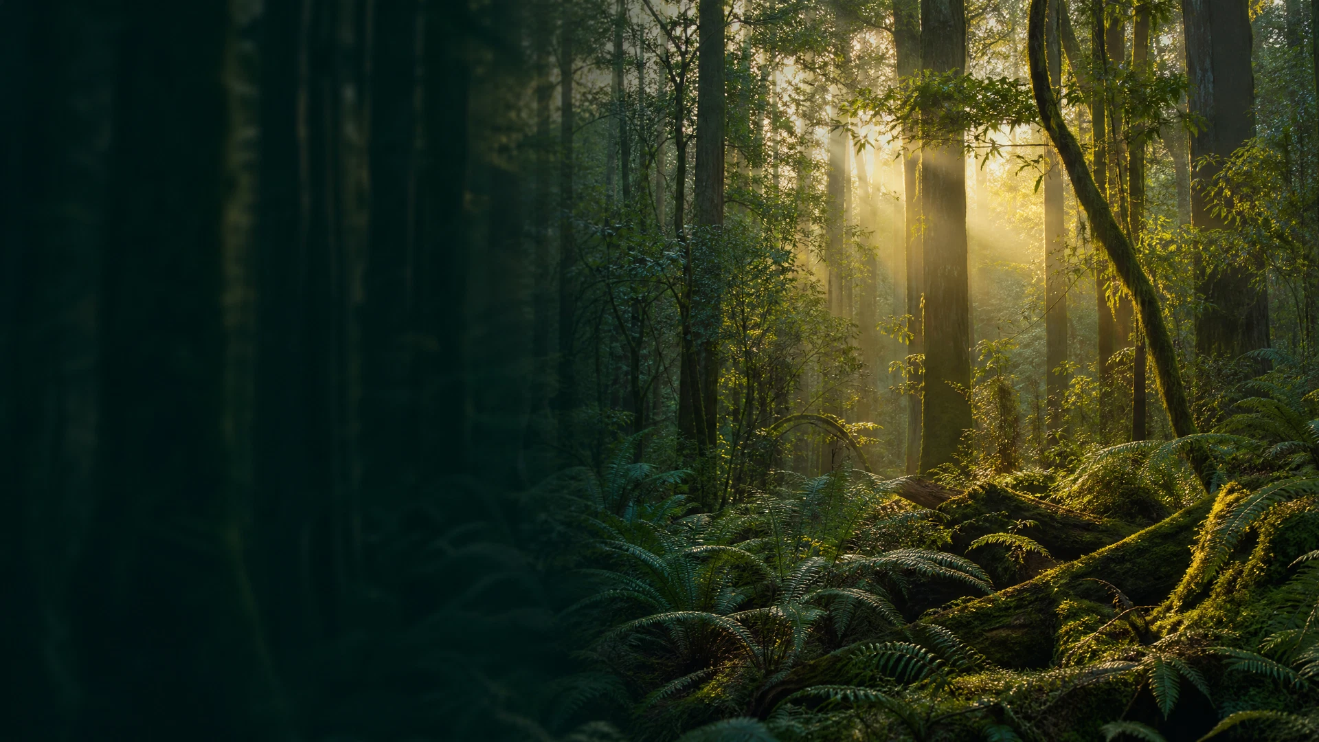 Misty native forest at dawn with sunbeams through layered trees